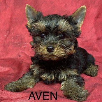 chiot Yorkshire terrier AVEN york Domaine de la Chantelaie