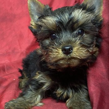 chiot Yorkshire terrier AVEN york Domaine de la Chantelaie