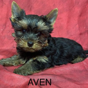 chiot Yorkshire terrier AVEN york Domaine de la Chantelaie