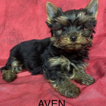 chiot Yorkshire terrier AVEN york Domaine de la Chantelaie