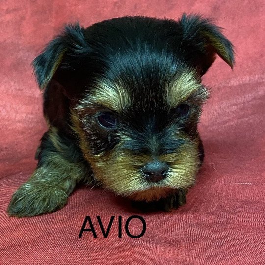 chiot Yorkshire terrier AVIO york à réserver Domaine de la Chantelaie
