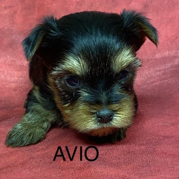 chiot Yorkshire terrier AVIO york à réserver Domaine de la Chantelaie