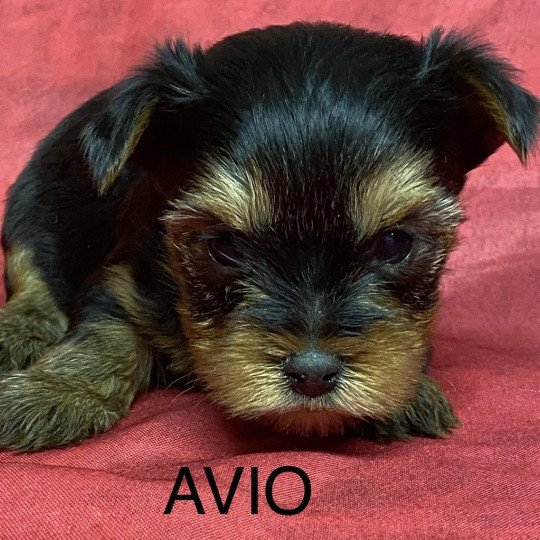 chiot Yorkshire terrier AVIO york à réserver Domaine de la Chantelaie