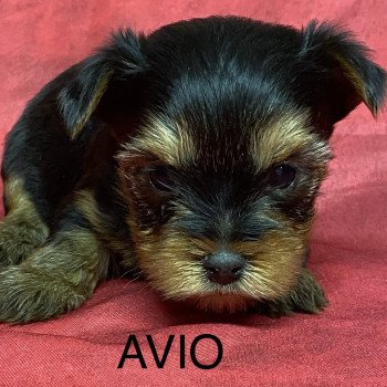 chiot Yorkshire terrier AVIO york à réserver Domaine de la Chantelaie