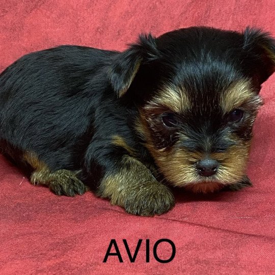 chiot Yorkshire terrier AVIO york à réserver Domaine de la Chantelaie