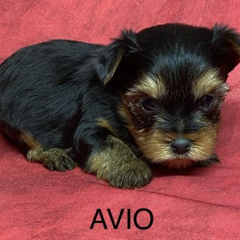 chiot Yorkshire terrier AVIO york à réserver Domaine de la Chantelaie