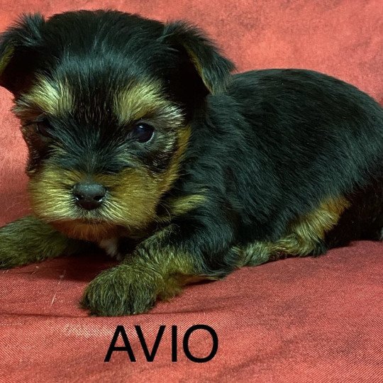 chiot Yorkshire terrier AVIO york à réserver Domaine de la Chantelaie