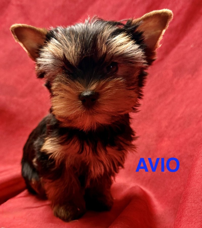 AVIO york disponible Mâle Yorkshire terrier