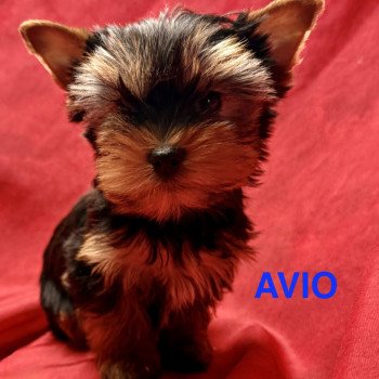 chiot Yorkshire terrier AVIO york à réserver Domaine de la Chantelaie