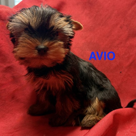 chiot Yorkshire terrier AVIO york à réserver Domaine de la Chantelaie