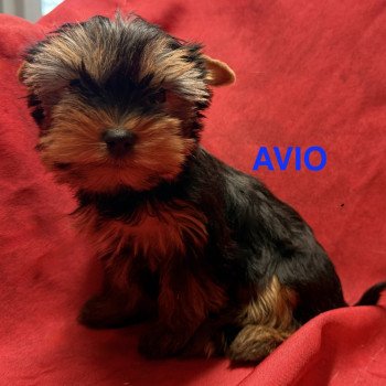 chiot Yorkshire terrier AVIO york à réserver Domaine de la Chantelaie