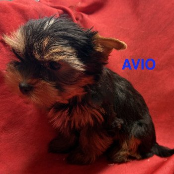 chiot Yorkshire terrier AVIO york à réserver Domaine de la Chantelaie