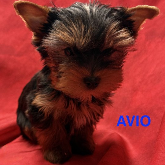chiot Yorkshire terrier AVIO york à réserver Domaine de la Chantelaie