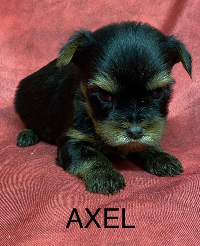 AXEL york à reserver Mâle Yorkshire terrier