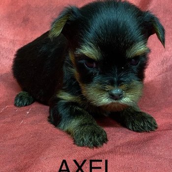 chiot Yorkshire terrier AXEL york à reserver Domaine de la Chantelaie