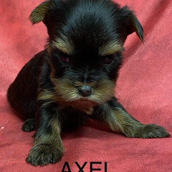 chiot Yorkshire terrier AXEL york à reserver Domaine de la Chantelaie