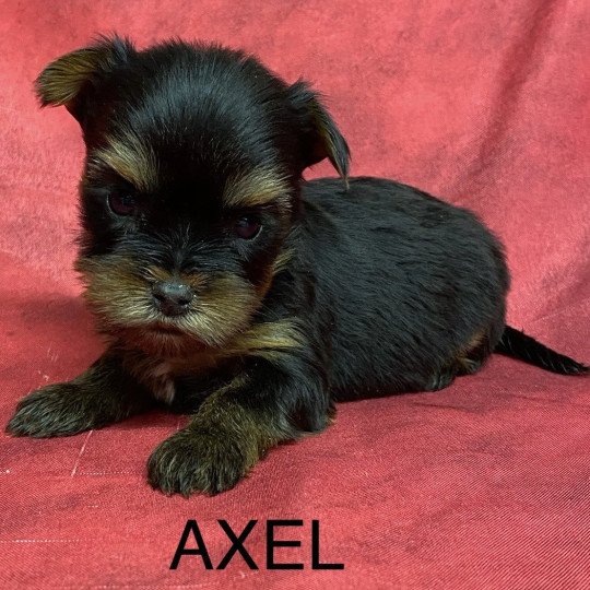 chiot Yorkshire terrier AXEL york à reserver Domaine de la Chantelaie