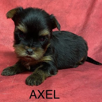 chiot Yorkshire terrier AXEL york à reserver Domaine de la Chantelaie