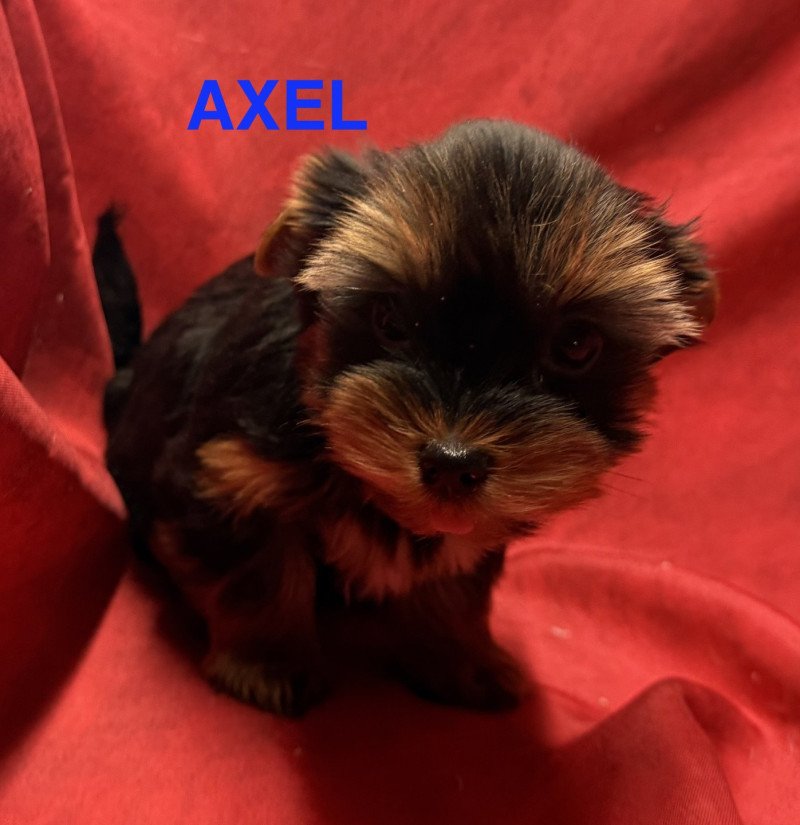 AXEL york disponible Mâle Yorkshire terrier
