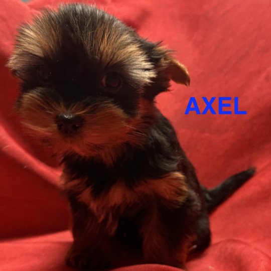 chiot Yorkshire terrier AXEL york à reserver Domaine de la Chantelaie