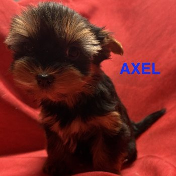 chiot Yorkshire terrier AXEL york à reserver Domaine de la Chantelaie