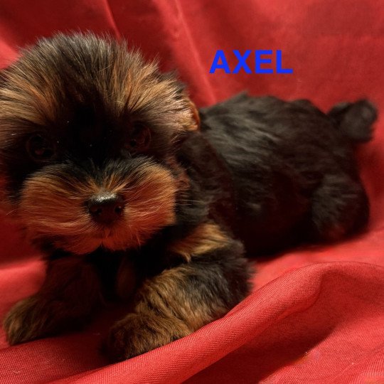 chiot Yorkshire terrier AXEL york à reserver Domaine de la Chantelaie