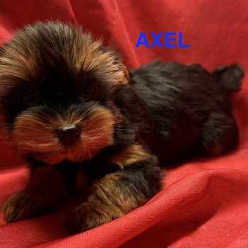 chiot Yorkshire terrier AXEL york à reserver Domaine de la Chantelaie
