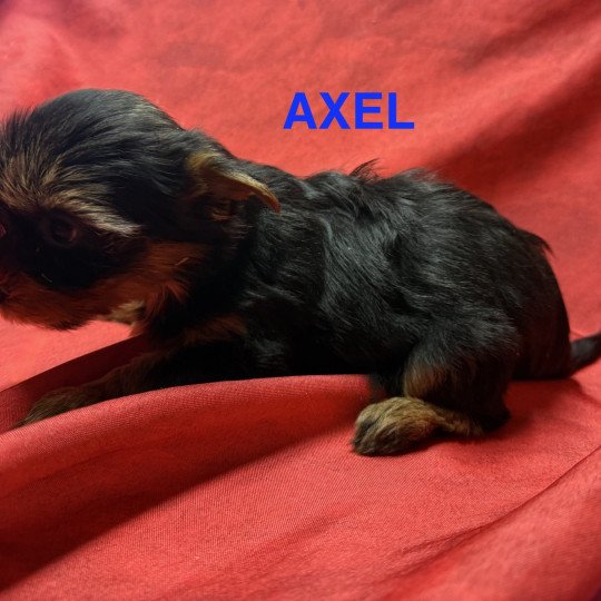 chiot Yorkshire terrier AXEL york à reserver Domaine de la Chantelaie