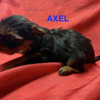 chiot Yorkshire terrier AXEL york à reserver Domaine de la Chantelaie