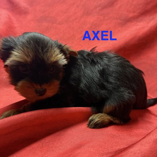 chiot Yorkshire terrier AXEL york à reserver Domaine de la Chantelaie