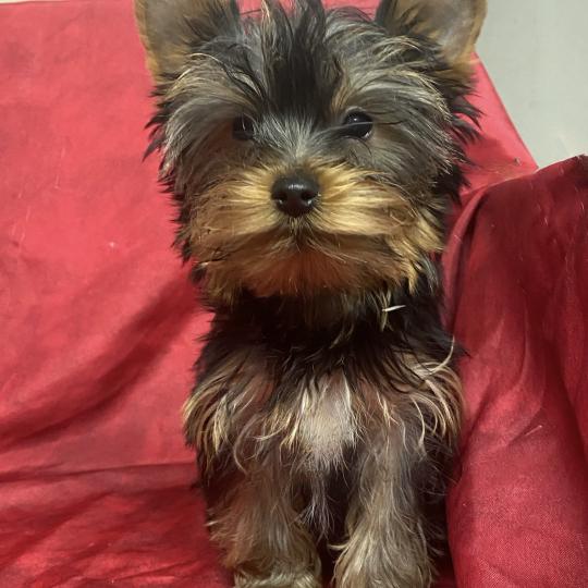 AXEL york disponible Mâle Yorkshire terrier