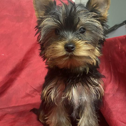 chiot Yorkshire terrier AXEL york disponible Domaine de la Chantelaie