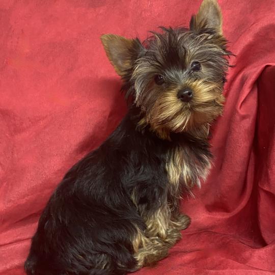 chiot Yorkshire terrier AXEL york disponible Domaine de la Chantelaie