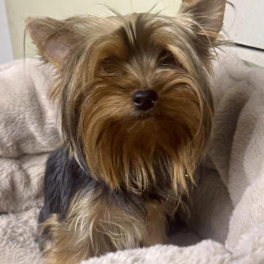 chien Yorkshire terrier AXELLE york Domaine de la Chantelaie