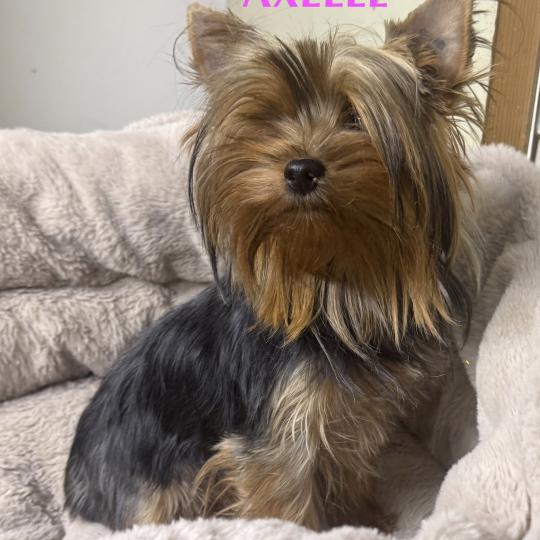 chien Yorkshire terrier AXELLE york Domaine de la Chantelaie