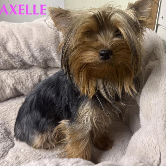 chien Yorkshire terrier AXELLE york Domaine de la Chantelaie