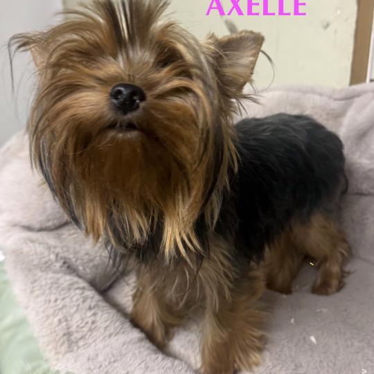 chien Yorkshire terrier AXELLE york Domaine de la Chantelaie