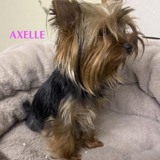 chien Yorkshire terrier AXELLE york Domaine de la Chantelaie