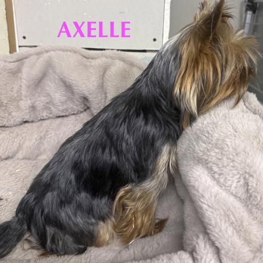 chien Yorkshire terrier AXELLE york Domaine de la Chantelaie