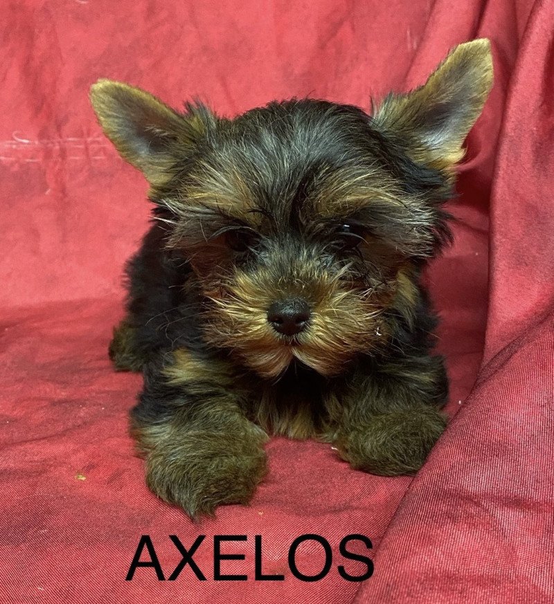 AXELOS york Mâle Yorkshire terrier