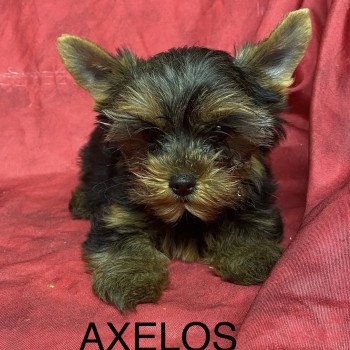 chiot Yorkshire terrier AXELOS york Domaine de la Chantelaie