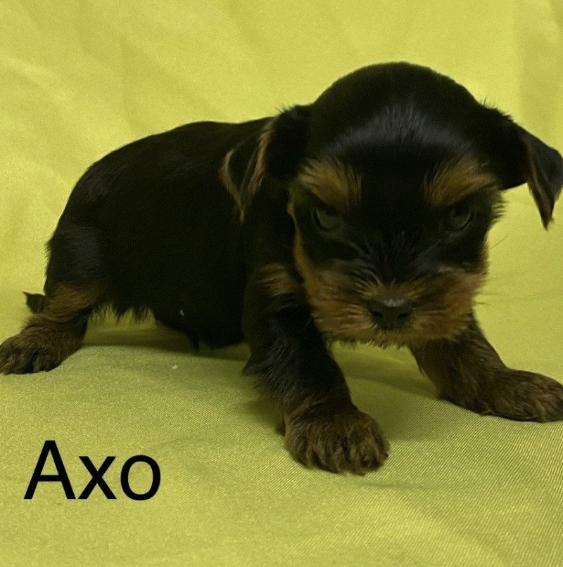 AXO york à réserver Mâle Yorkshire terrier