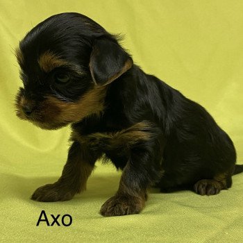 chiot Yorkshire terrier AXO york Domaine de la Chantelaie