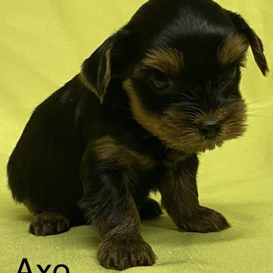 chiot Yorkshire terrier AXO york Domaine de la Chantelaie