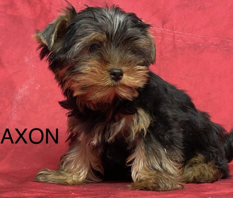 AXON york Mâle Yorkshire terrier