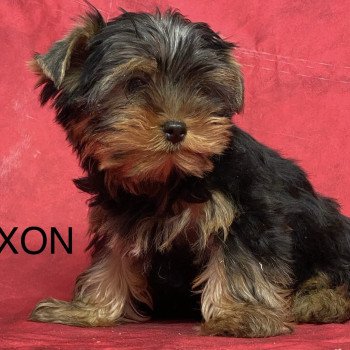 chiot Yorkshire terrier AXON york Domaine de la Chantelaie chiot Yorkshire terrier AXON york Domaine de la Chantelaie