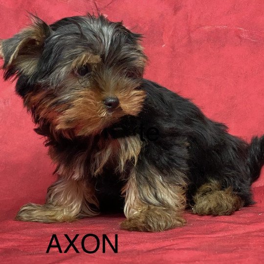 chiot Yorkshire terrier AXON york Domaine de la Chantelaie