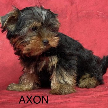 chiot Yorkshire terrier AXON york Domaine de la Chantelaie chiot Yorkshire terrier AXON york Domaine de la Chantelaie