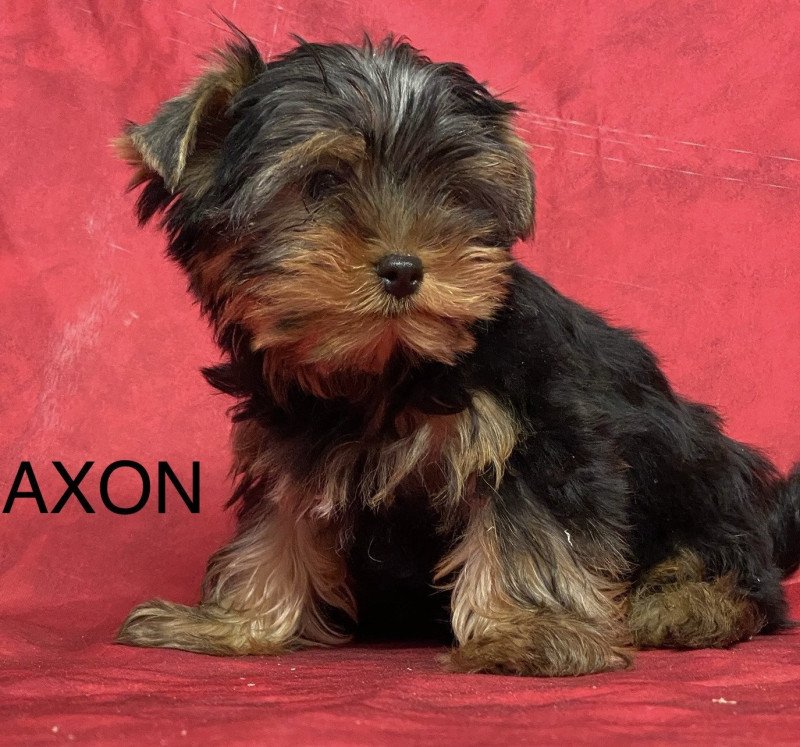 AXON york Mâle Yorkshire terrier