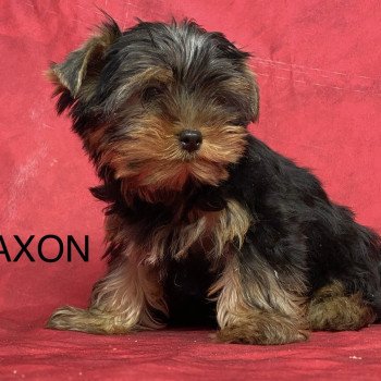 chiot Yorkshire terrier AXON york Domaine de la Chantelaie